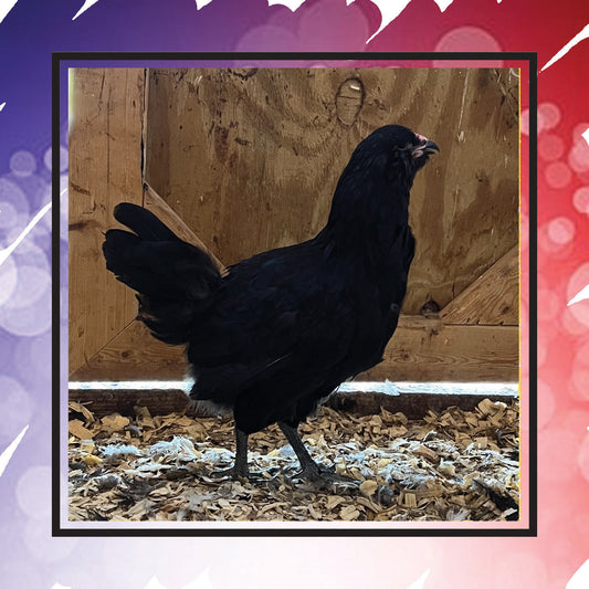 Ameraucana Pullet (New Year's Day Sale)