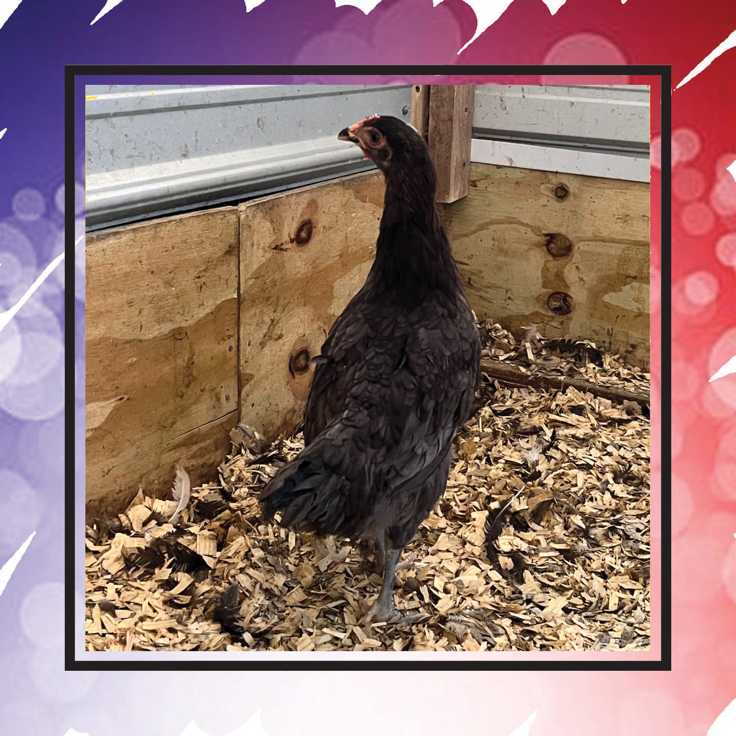 Copper Marans Pullet (New Year's Day Sale)