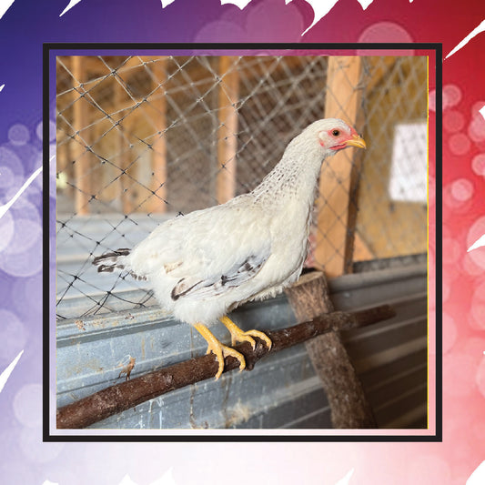 Delaware Pullet (New Year's Day Sale)