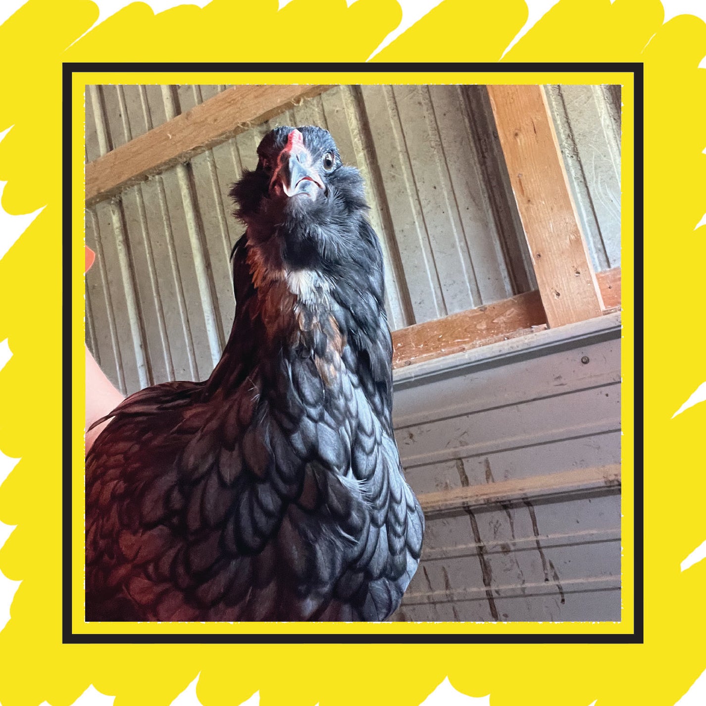 Olive Egger Pullet (8+ weeks) – Deer Run Farm