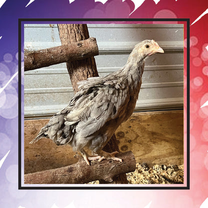 Copper Marans Pullet (New Year's Day Sale)