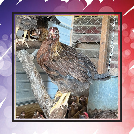 Welsummer Pullets (New Year's Day Sale)