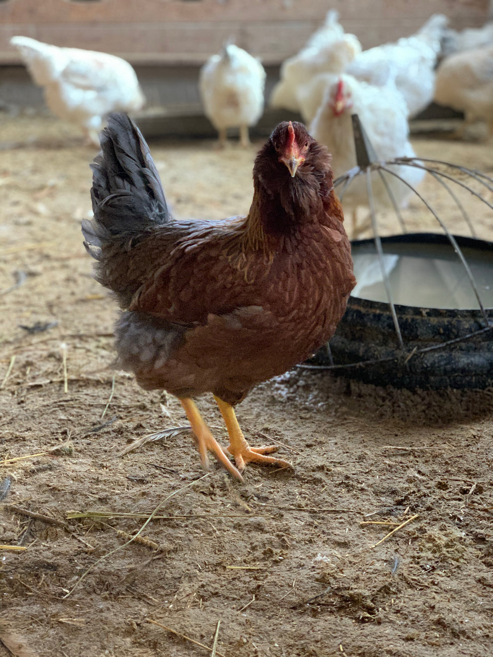 Olive Egger Pullet (8+ weeks) – Deer Run Farm